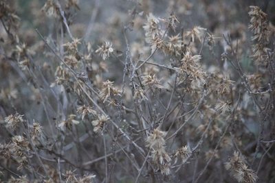 Brickellia californica, photographed by Diego Blanco