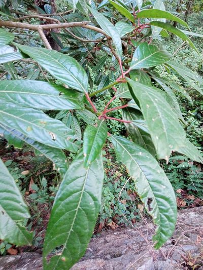 Daphniphyllum chartaceum, photographed by Maya Lodhiyal