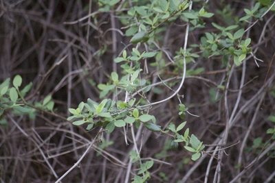Lonicera subspicata, photographed by Diego Blanco