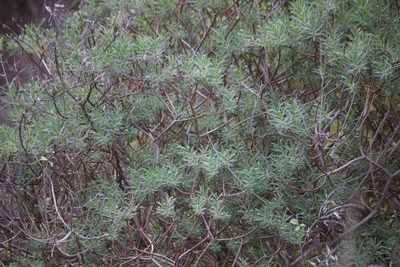 Euphorbia dendroides, photographed by Diego Blanco