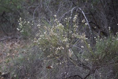 Lepidospartum squamatum, photographed by Diego Blanco