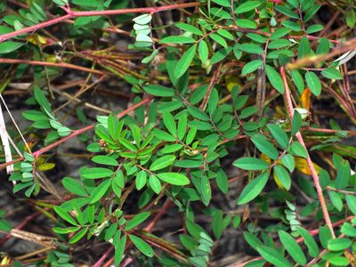 Indigofera hendecaphylla, photographed by Jacy Chen