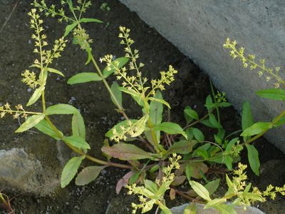 Veronica undulata, photographed by Jacy Chen
