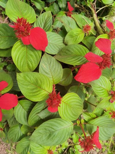 Mussaenda erythrophylla, photographed by Philani Hadebe