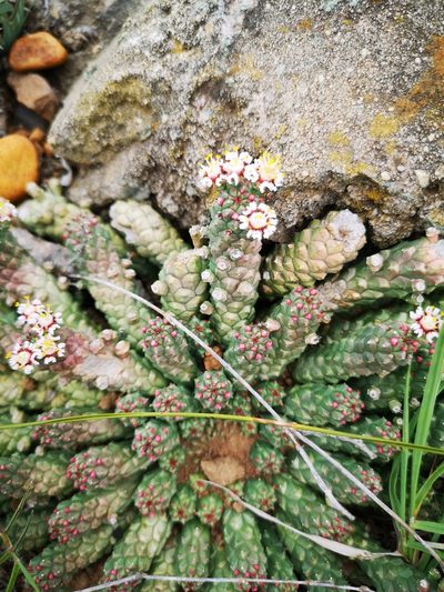 Euphorbia inermis, photographed by Ricus Nel