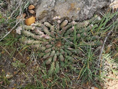 Euphorbia inermis, photographed by Ricus Nel