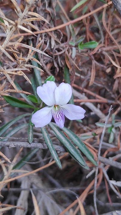 Viola arborescens, photographed by Yamil J.R