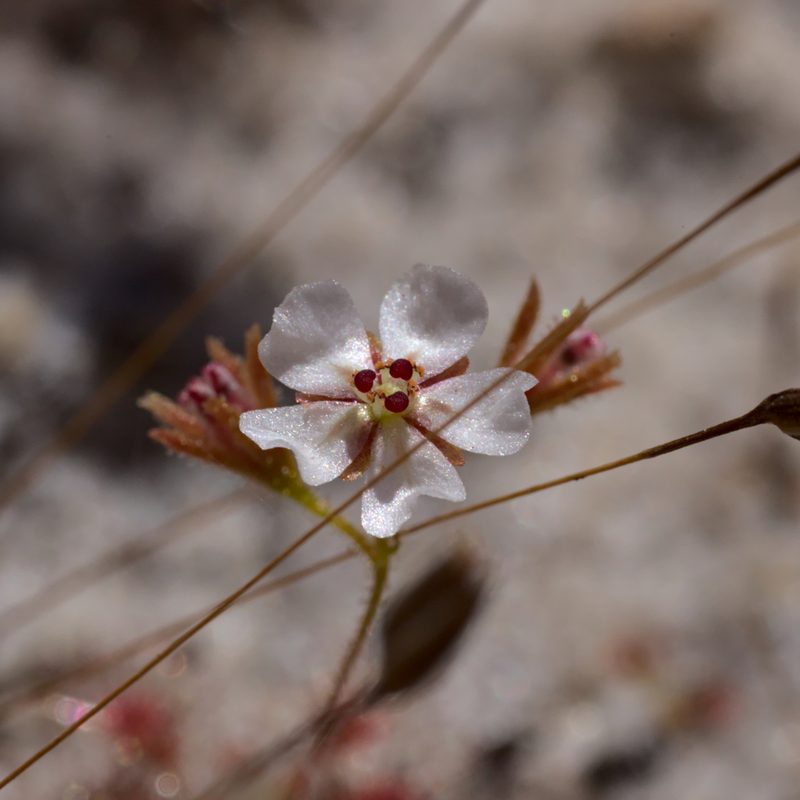 Drosera patens, photographed by Hugo Innes
