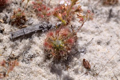 Drosera patens, photographed by Hugo Innes