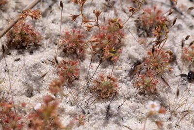 Drosera patens, photographed by Hugo Innes