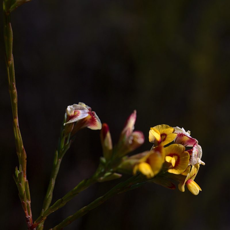 Eutaxia virgata, photographed by Hugo Innes