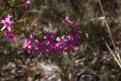 Calytrix fraseri, photographed by Hugo Innes