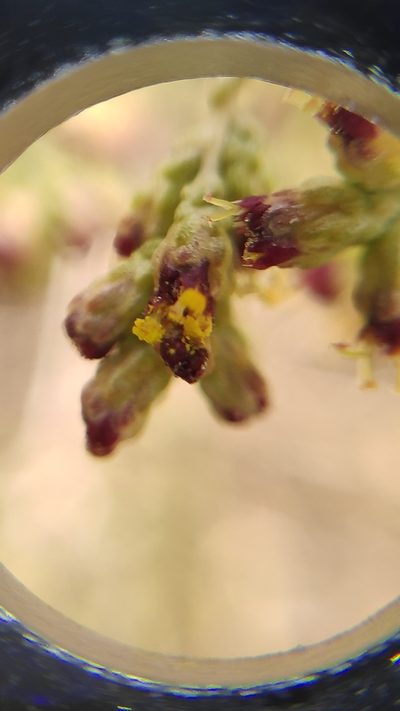Artemisia barrelieri, photographed by Yamil J.R