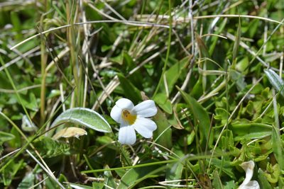 Euphrasia petriei, photographed by Christopher Stephens