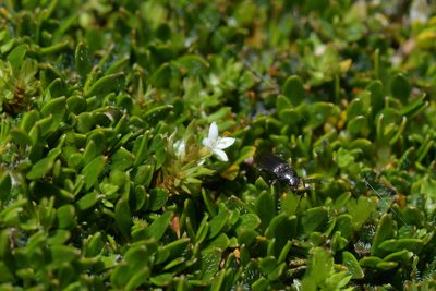 Hydrogalium perpusillum, photographed by Christopher Stephens