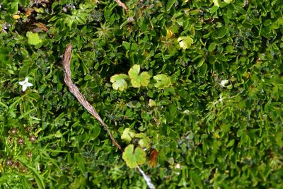 Hydrocotyle novae-zeelandiae, photographed by Christopher Stephens