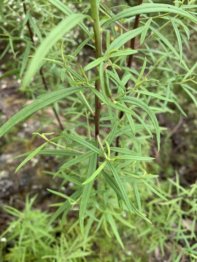 Cassinia aureonitens, photographed by Guy Taseski