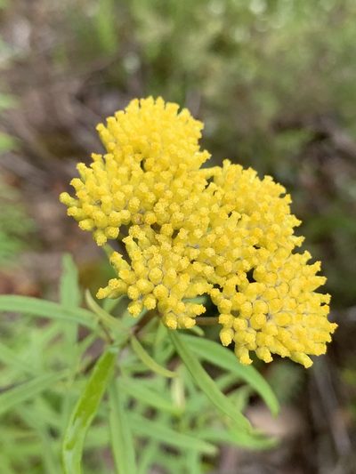 Cassinia aureonitens, photographed by Guy Taseski