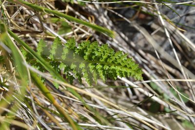Polystichum cystostegia, photographed by Christopher Stephens