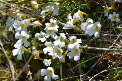 Euphrasia petriei, photographed by Christopher Stephens