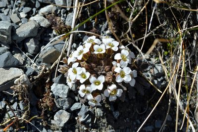 Notothlaspi australe, photographed by Christopher Stephens