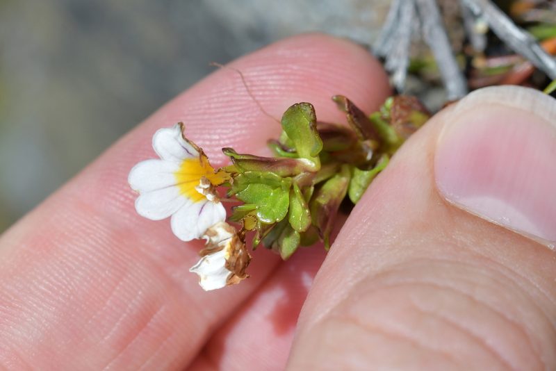 Euphrasia monroi, photographed by Christopher Stephens