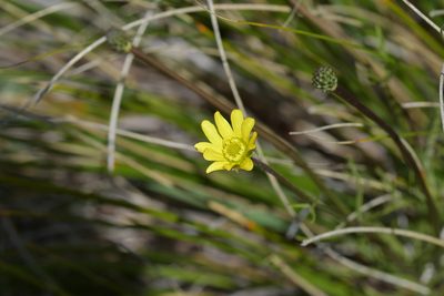 Ranunculus verticillatus, photographed by Christopher Stephens