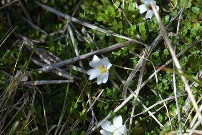 Euphrasia petriei, photographed by Christopher Stephens