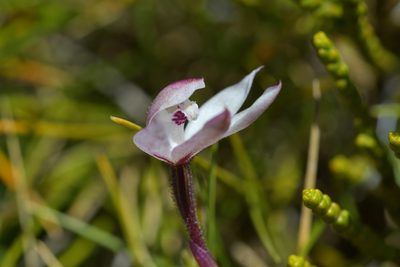 Caladenia lyallii, photographed by Christopher Stephens