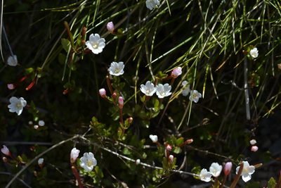Epilobium alsinoides, photographed by Christopher Stephens
