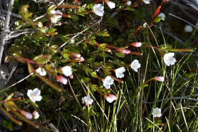 Epilobium alsinoides, photographed by Christopher Stephens