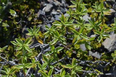 Veronica cryptomorpha, photographed by Christopher Stephens