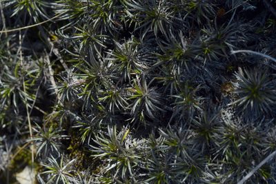 Celmisia laricifolia, photographed by Christopher Stephens