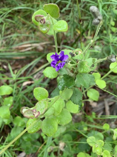 Dampiera purpurea, photographed by Guy Taseski