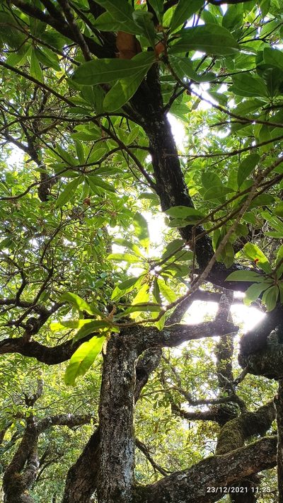 Myrica esculenta, photographed by Ramnarayan K