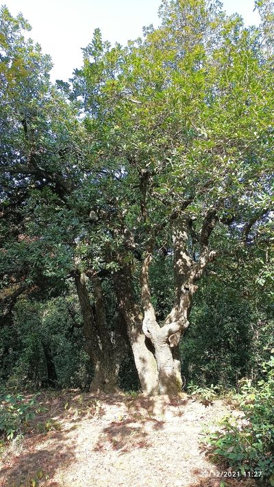 Myrica esculenta, photographed by Ramnarayan K