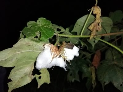 Gossypium hirsutum, photographed by Sebastián de Jesús Herrera Buenfil