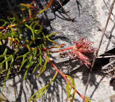 Serruria decumbens, photographed by Tony Rebelo