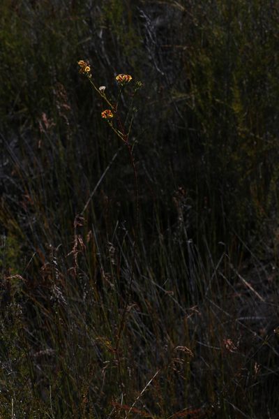 Eutaxia virgata, photographed by Hugo Innes