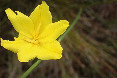 Bobartia aphylla, photographed by Di Turner