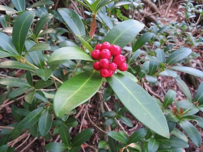 Skimmia japonica, photographed by Marco Mussita