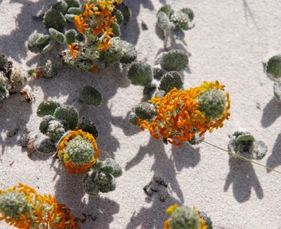 Manulea tomentosa, photographed by Tony Rebelo