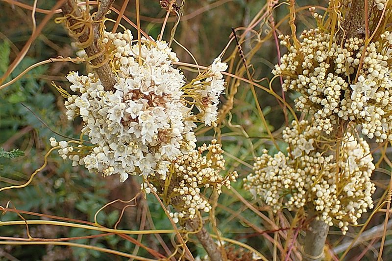 Cuscuta africana, photographed by Di Turner