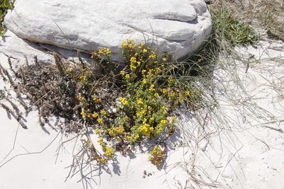 Oncosiphon sabulosus, photographed by Tony Rebelo