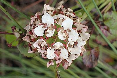 Ceratandra globosa, photographed by Di Turner