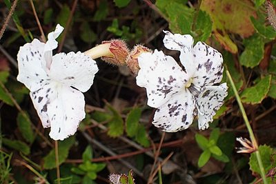 Harveya capensis, photographed by Di Turner