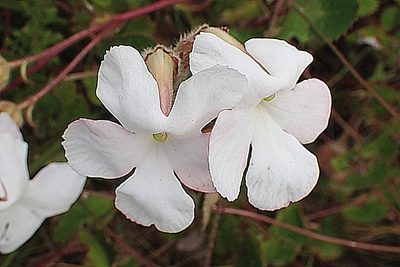 Harveya capensis, photographed by Di Turner
