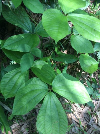 Dioscorea hispida, photographed by Greg III Espera