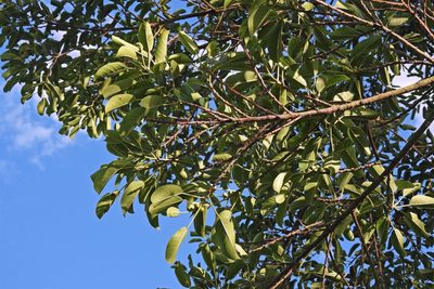 Ficus luschnathiana, photographed by Hugo Hulsberg
