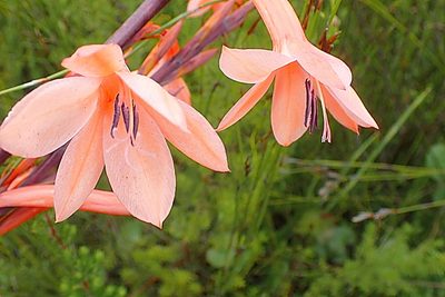Watsonia fourcadei, photographed by Di Turner